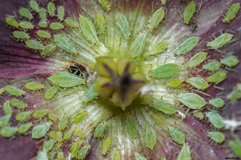 How to Identify and Control Hellebore Pests