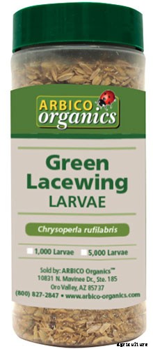 How to Identify and Control Hellebore Pests