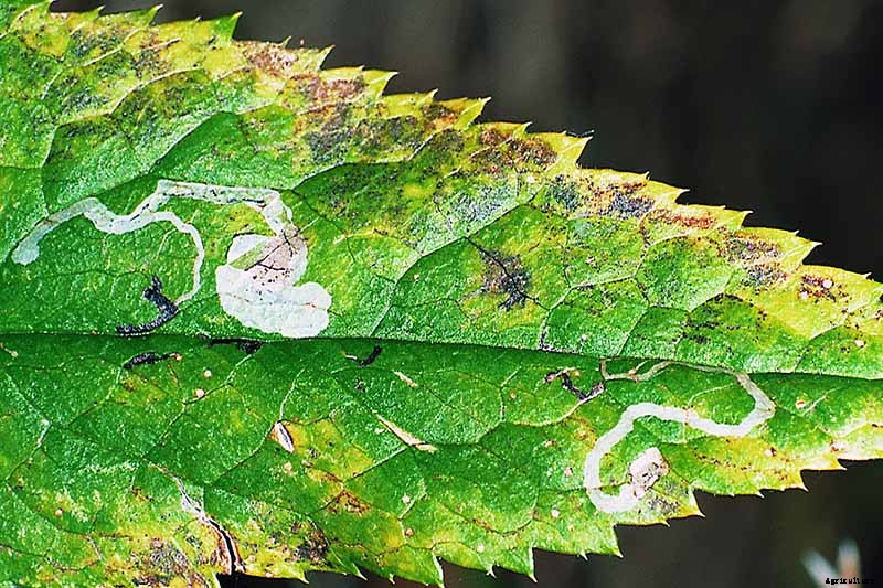 How to Identify and Control Hellebore Pests