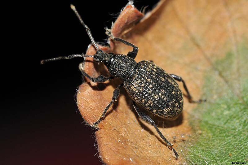 How to Identify and Control Hellebore Pests