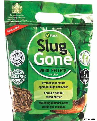 How to Identify and Control Hellebore Pests