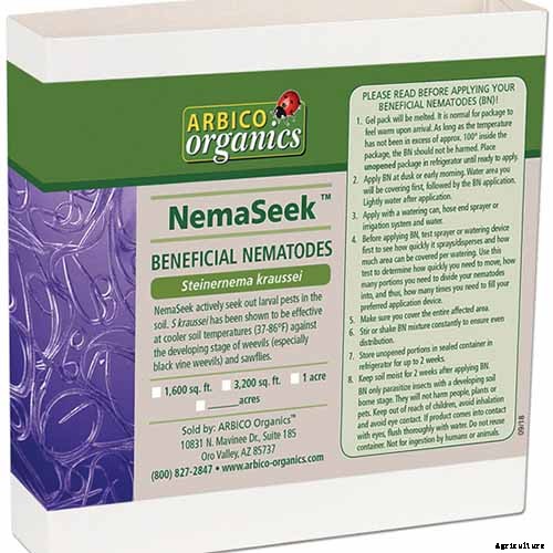 How to Identify and Control Hellebore Pests