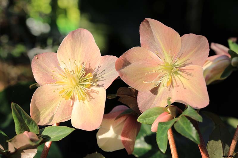 How to Identify and Control Hellebore Pests