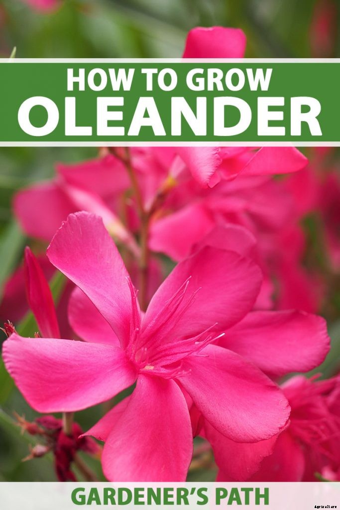 How to Grow and Care for Oleander Shrubs