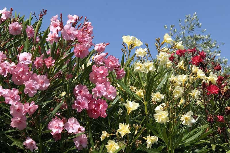 How to Grow and Care for Oleander Shrubs
