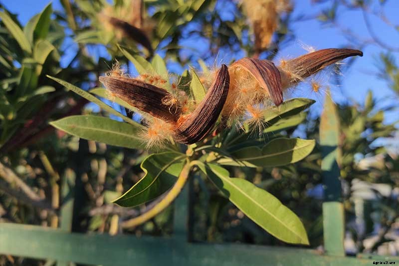 How to Grow and Care for Oleander Shrubs