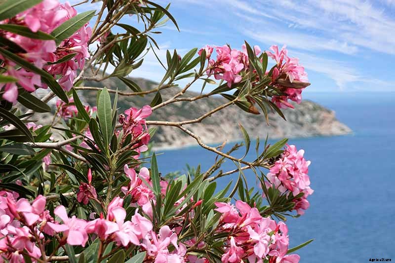 How to Grow and Care for Oleander Shrubs