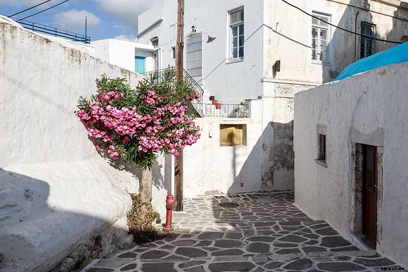 How to Grow and Care for Oleander Shrubs