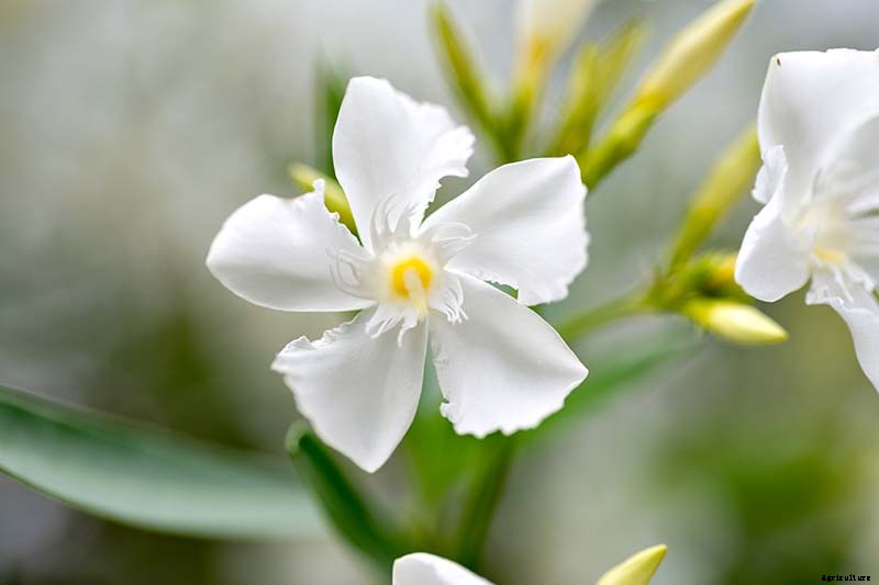 How to Grow and Care for Oleander Shrubs