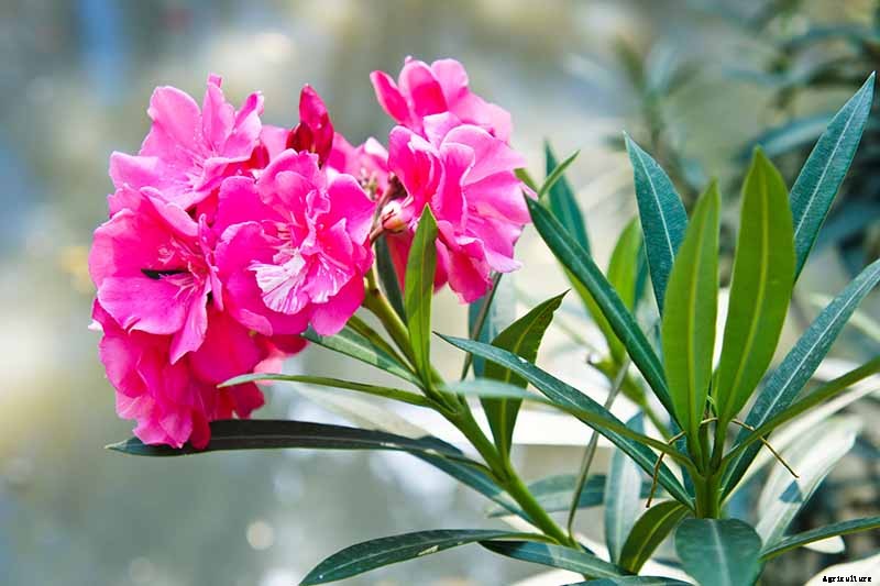 How to Grow and Care for Oleander Shrubs