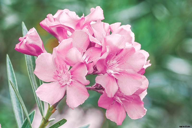 How to Grow and Care for Oleander Shrubs