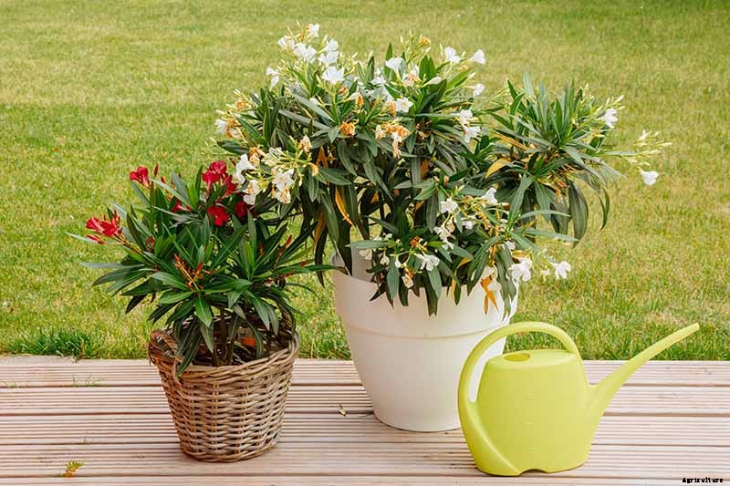 How to Grow and Care for Oleander Shrubs