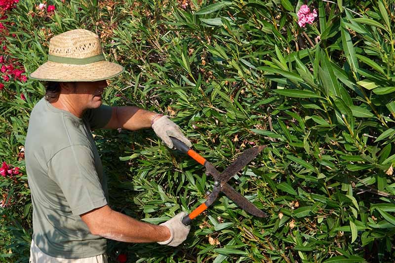How to Grow and Care for Oleander Shrubs