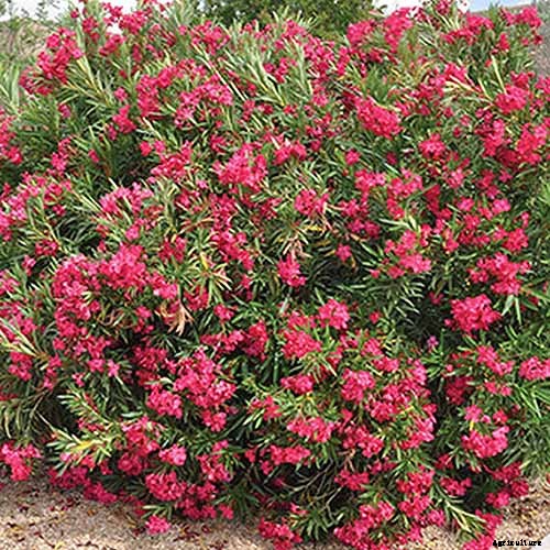 How to Grow and Care for Oleander Shrubs