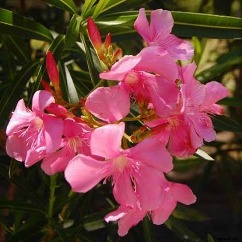 How to Grow and Care for Oleander Shrubs
