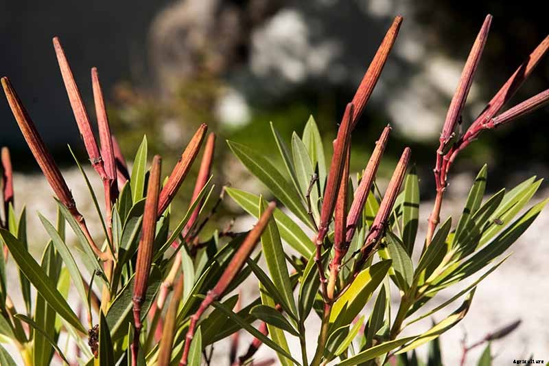 How to Grow and Care for Oleander Shrubs