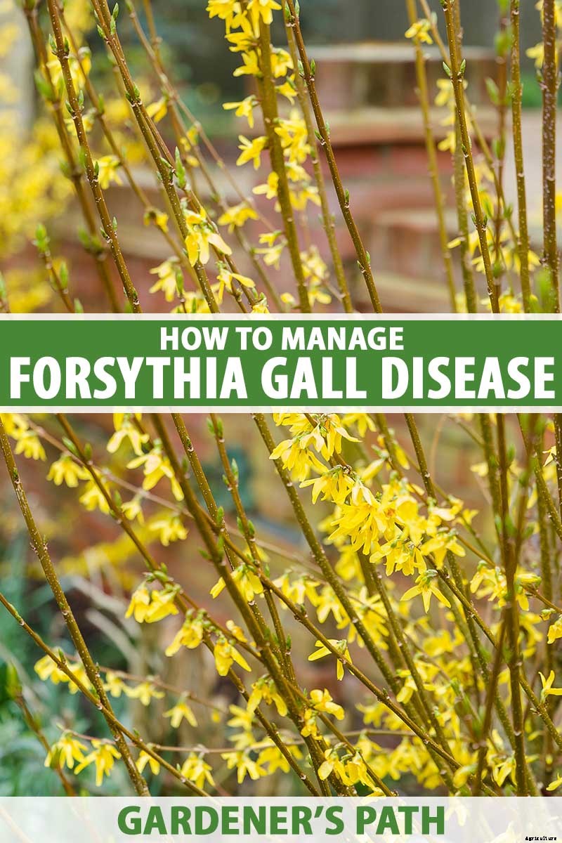 How to Manage Forsythia Gall Disease
