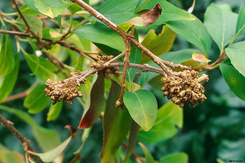 How to Manage Forsythia Gall Disease