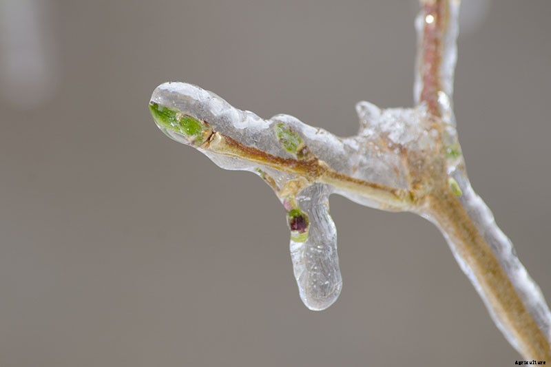 How to Manage Forsythia Gall Disease