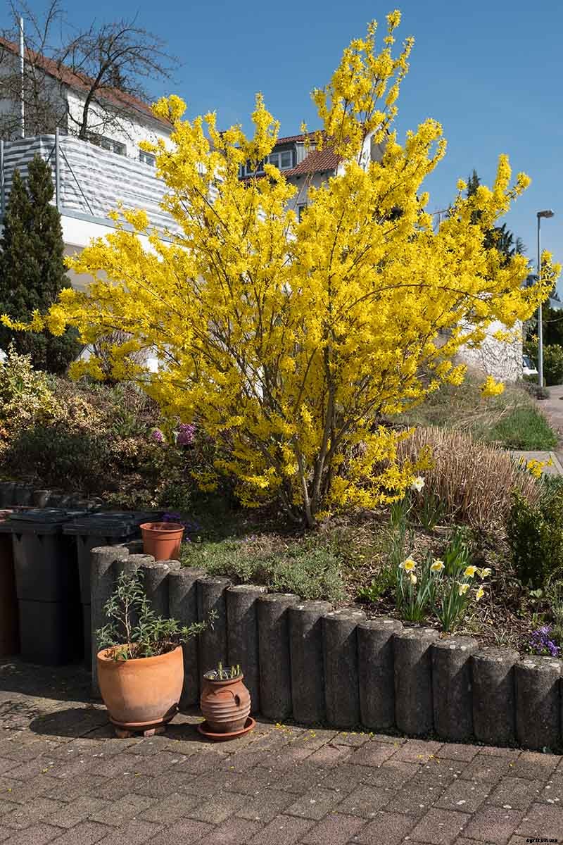 How to Manage Forsythia Gall Disease