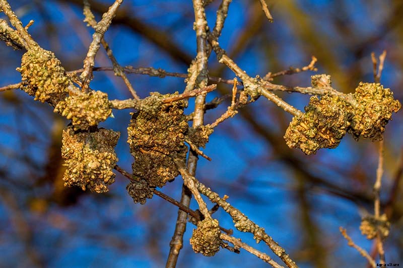 How to Manage Forsythia Gall Disease