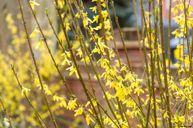 How to Manage Forsythia Gall Disease