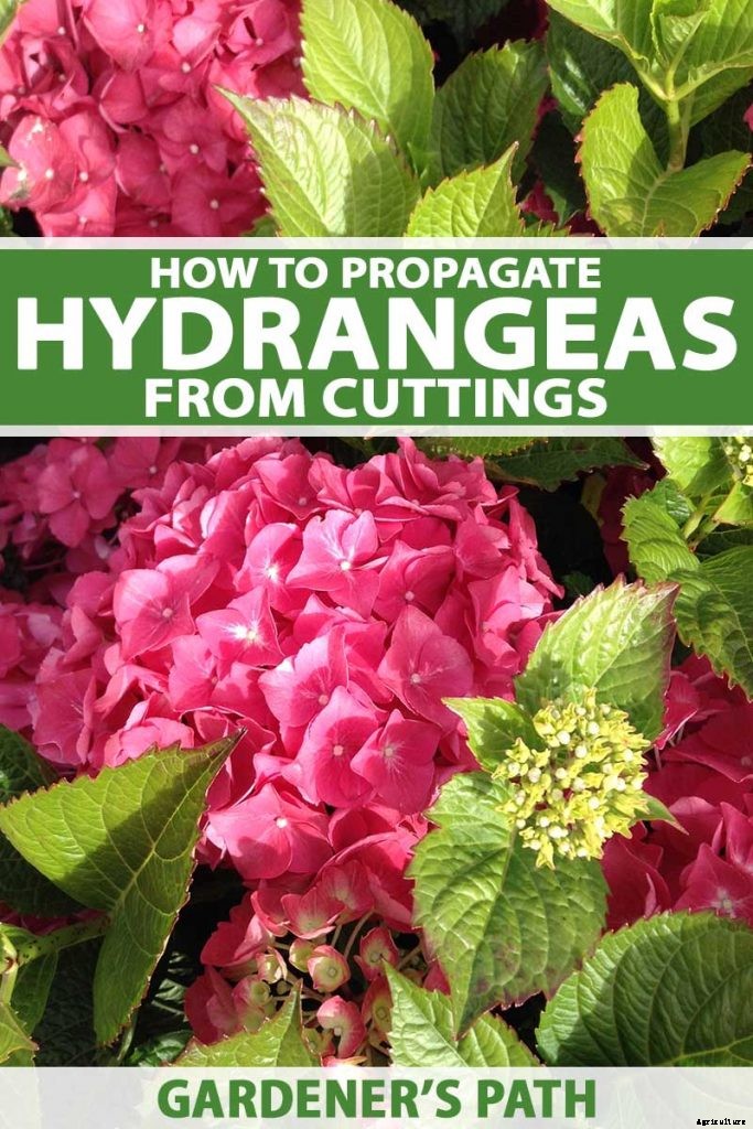 How to Grow Beautiful Hydrangeas from Cuttings