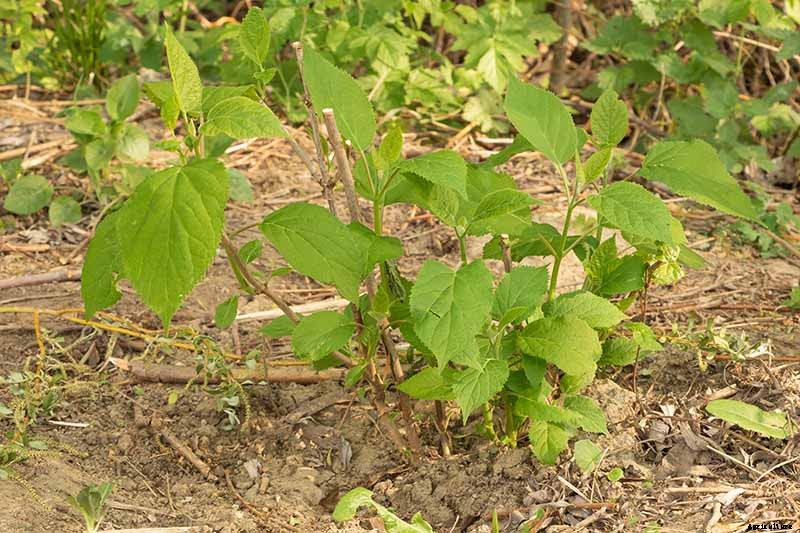 How to Grow Beautiful Hydrangeas from Cuttings