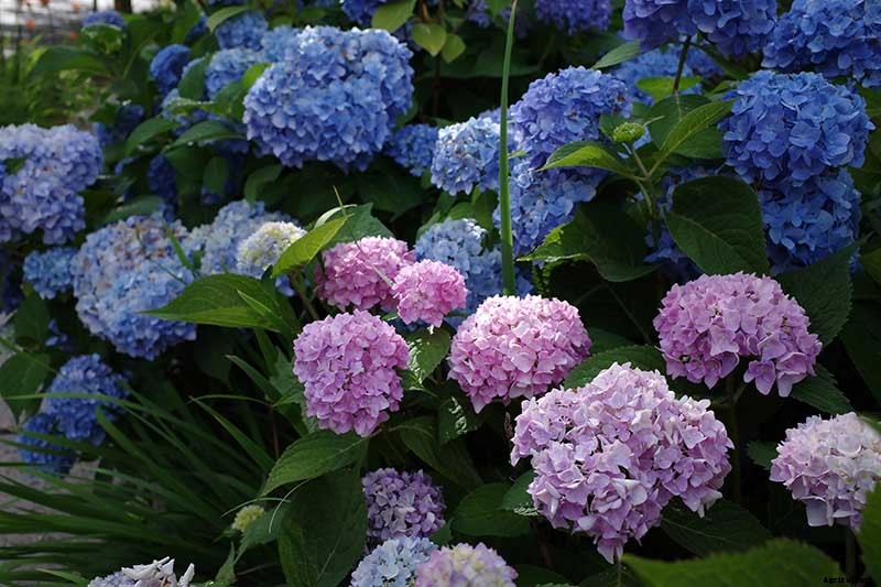 How to Grow Beautiful Hydrangeas from Cuttings