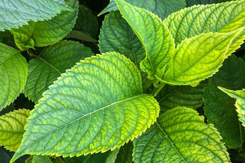 How to Grow Beautiful Hydrangeas from Cuttings