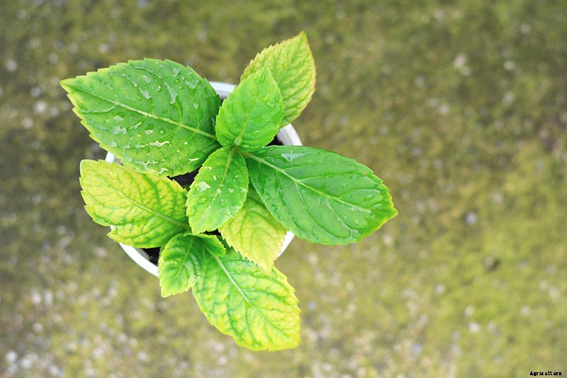 How to Grow Beautiful Hydrangeas from Cuttings