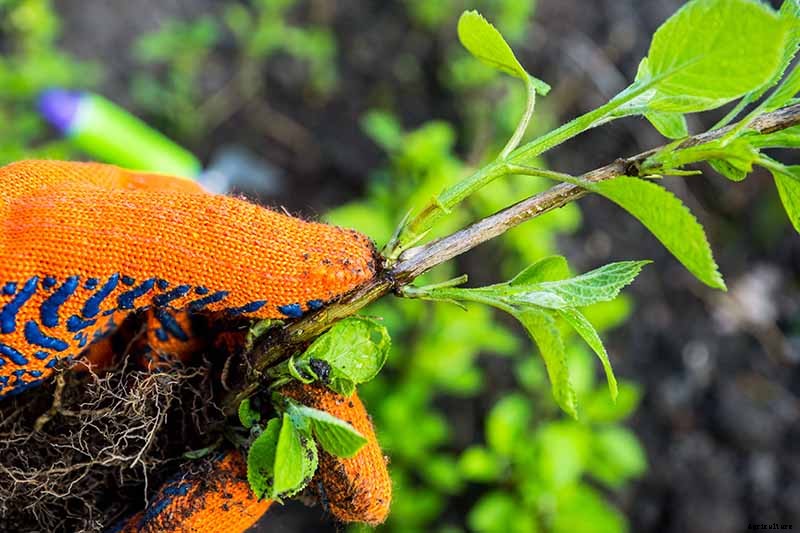 How to Grow Beautiful Hydrangeas from Cuttings