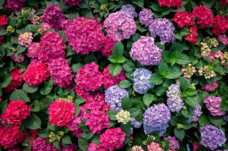 How to Grow Beautiful Hydrangeas from Cuttings