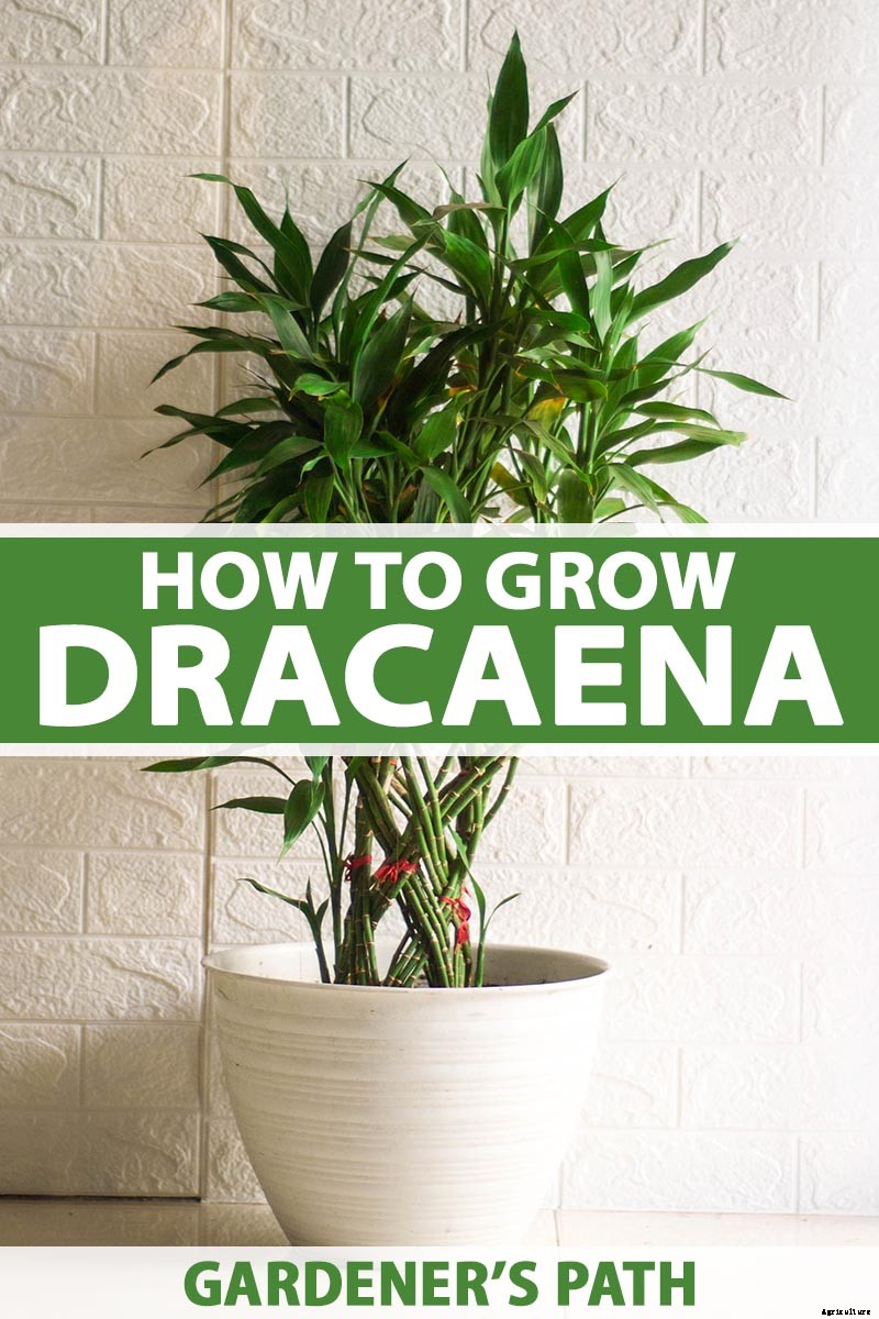 How to Grow and Care for Dracaena