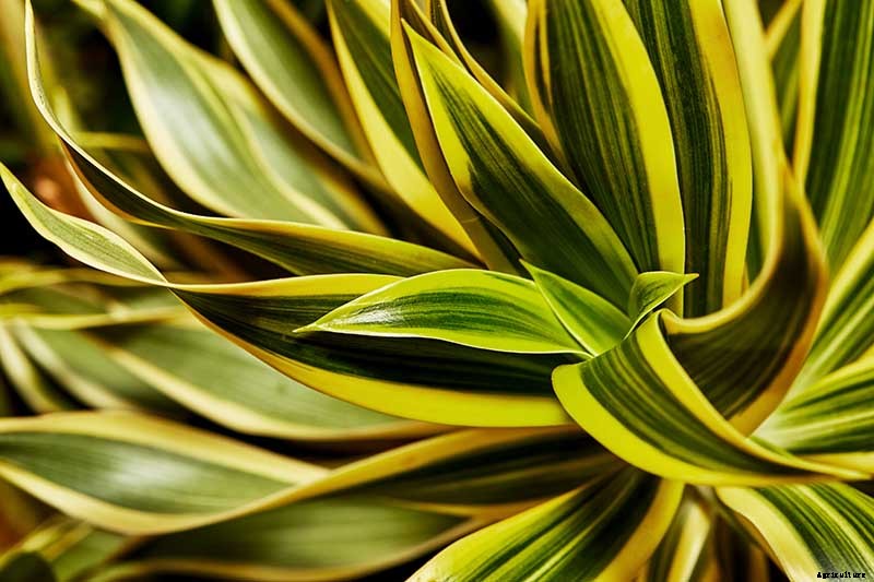 How to Grow and Care for Dracaena