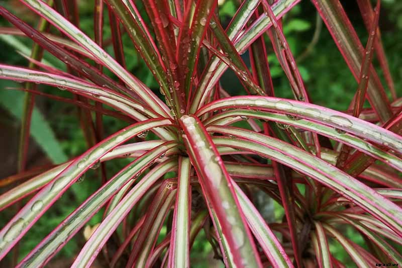 How to Grow and Care for Dracaena