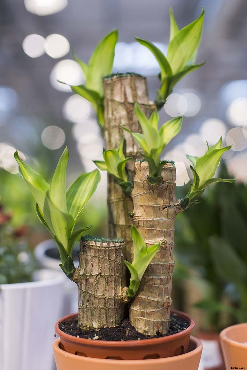 How to Grow and Care for Dracaena