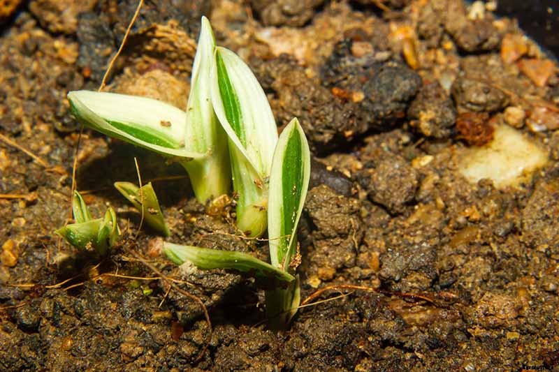 How to Grow and Care for Dracaena