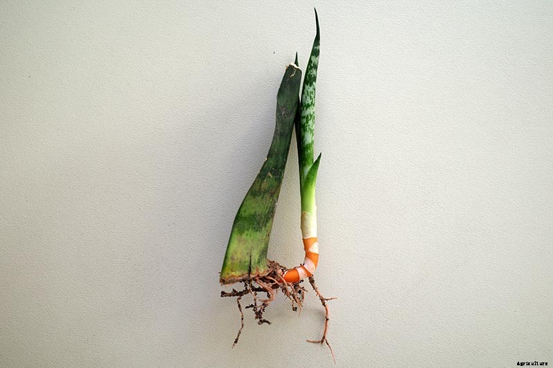 How to Grow and Care for Dracaena