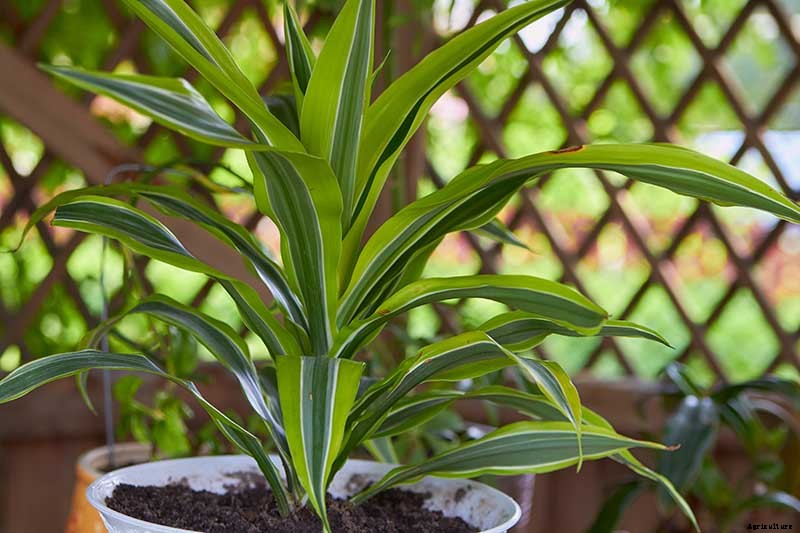 How to Grow and Care for Dracaena