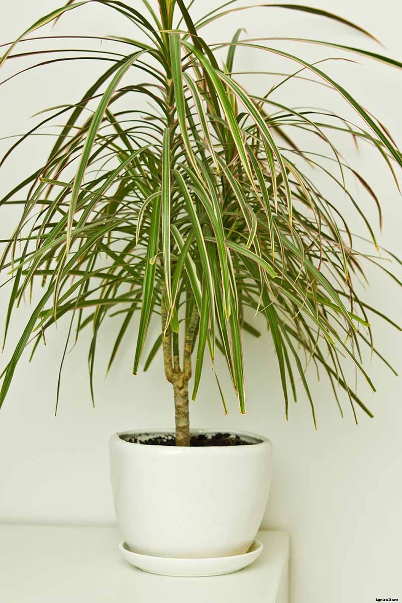 How to Grow and Care for Dracaena