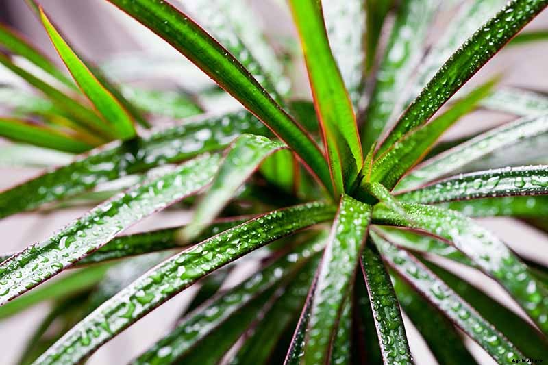 How to Grow and Care for Dracaena