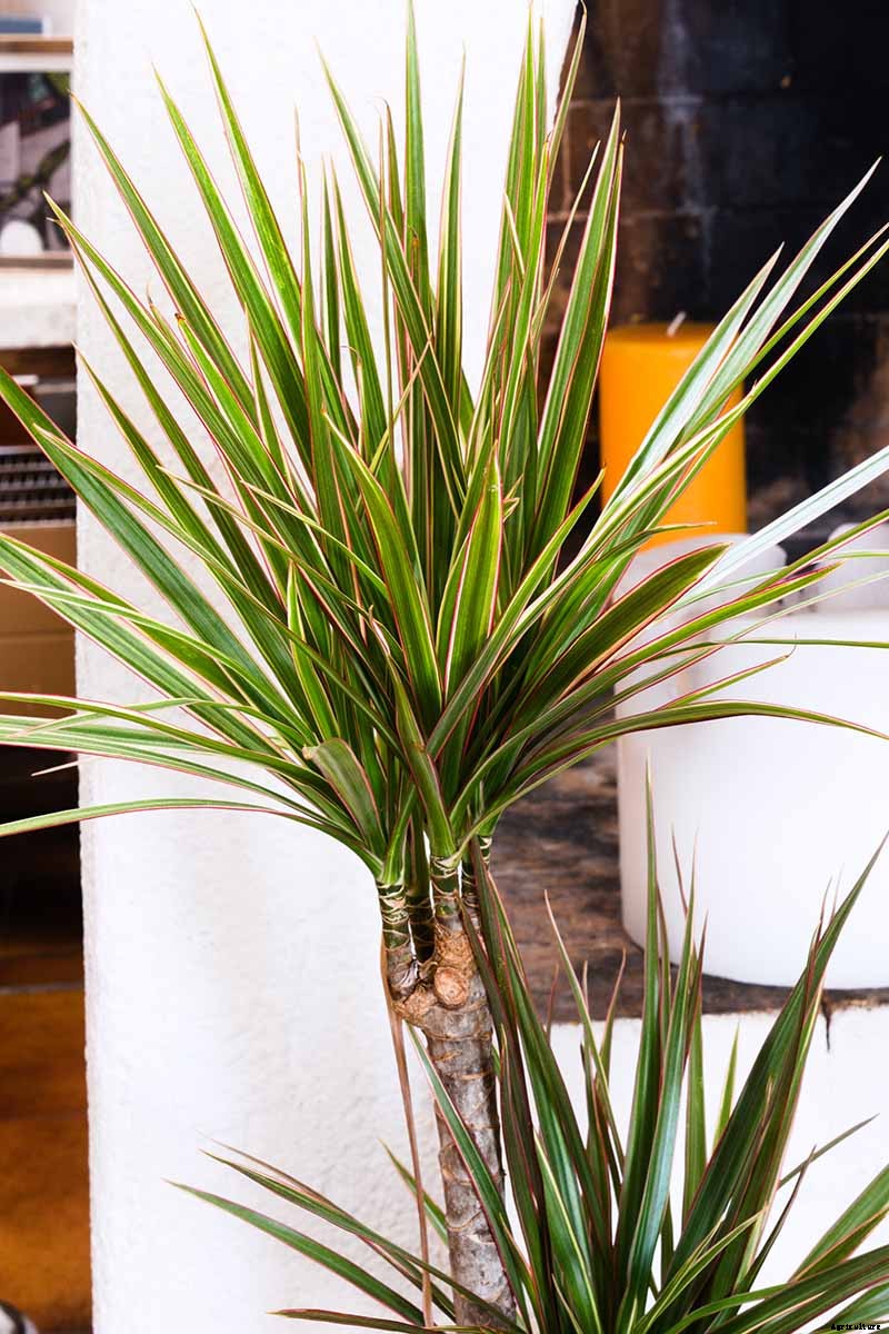 How to Grow and Care for Dracaena