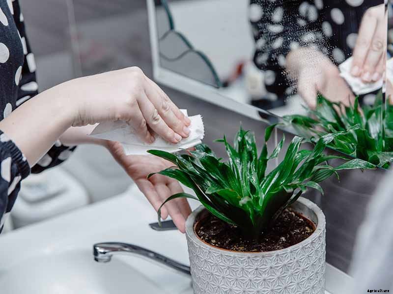 How to Grow and Care for Dracaena