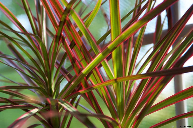 How to Grow and Care for Dracaena