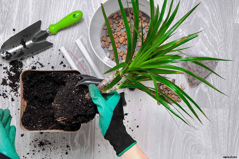 How to Grow and Care for Dracaena