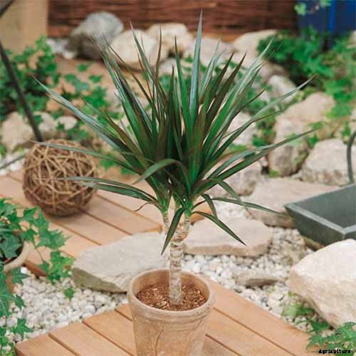 How to Grow and Care for Dracaena