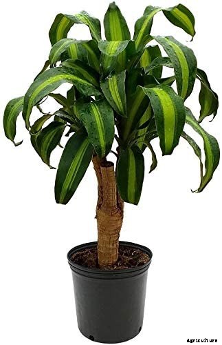 How to Grow and Care for Dracaena