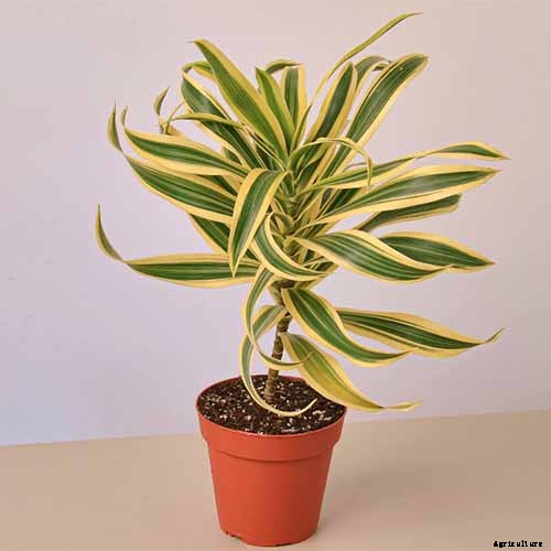 How to Grow and Care for Dracaena