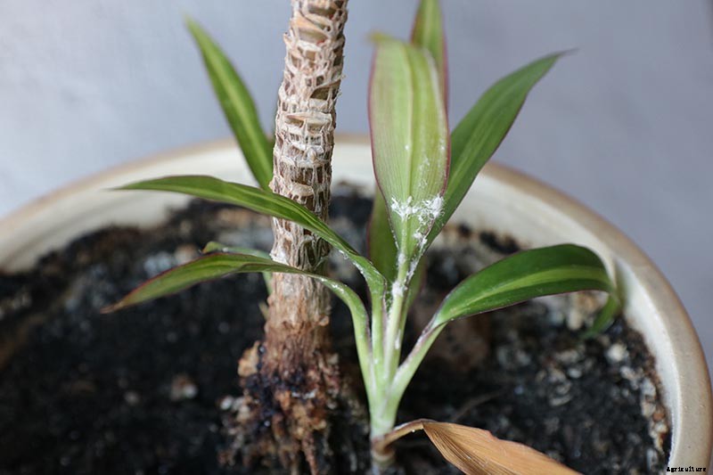 How to Grow and Care for Dracaena